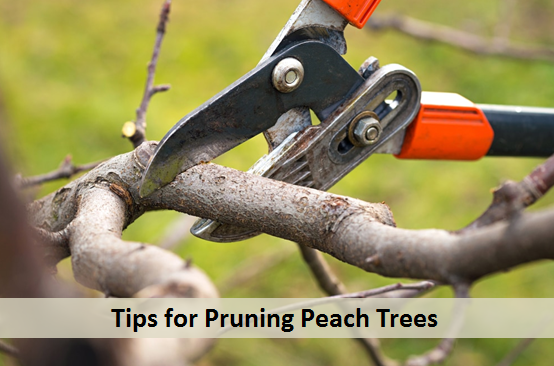 Tips for Pruning Peach Trees