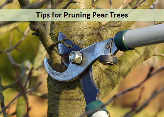 Tips for Pruning Pear Trees