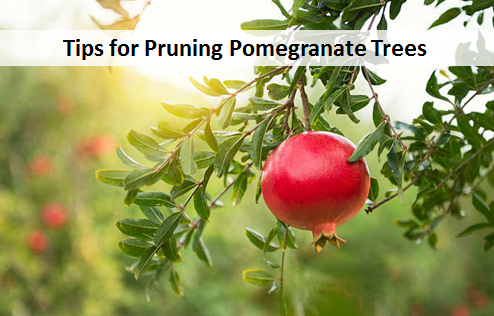 Tips for Pruning Pomegranate Trees