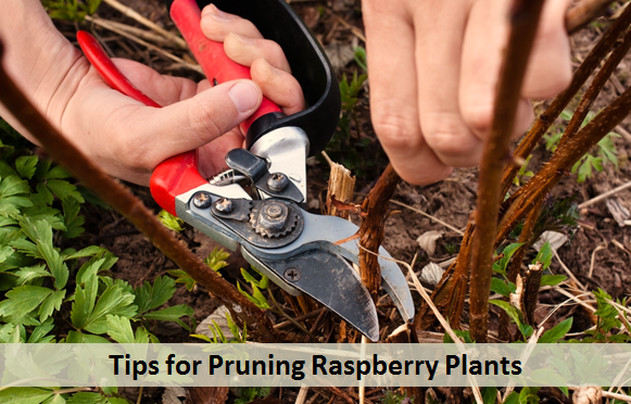 Tips for Pruning Raspberry Plants