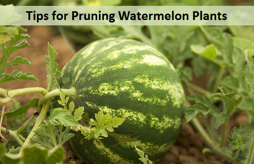 Tips for Pruning Watermelon Plants