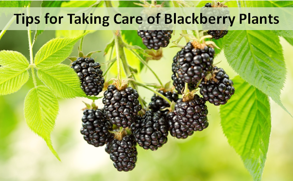 Tips for Taking Care of Blackberry Plants