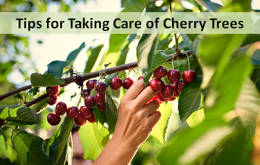 Tips for Taking Care of Cherry Trees