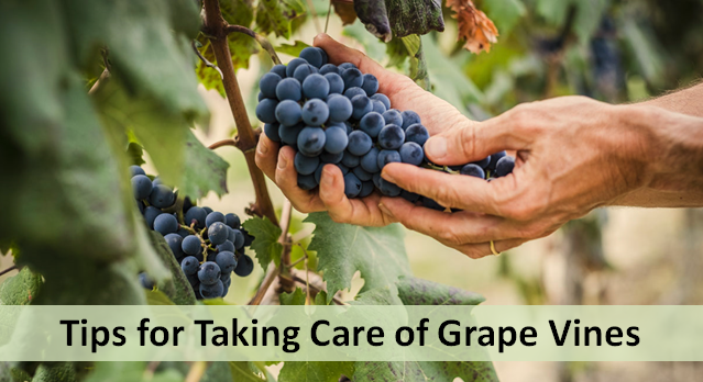 Tips for Taking Care of Grape Vines