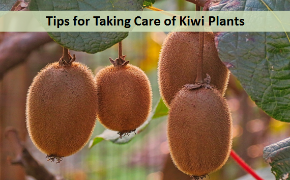 Tips for Taking Care of Kiwi Plants