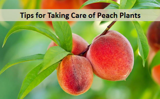 Tips for Taking Care of Peach Plants