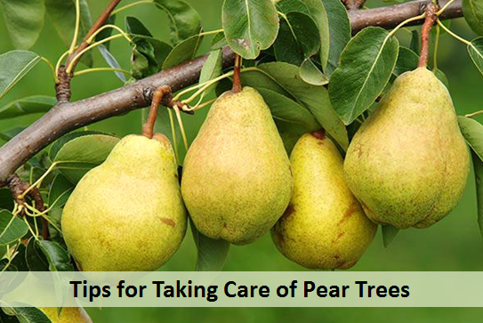 Tips for Taking Care of Pear Trees