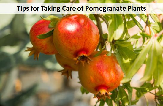 Tips for Taking Care of Pomegranate Plants