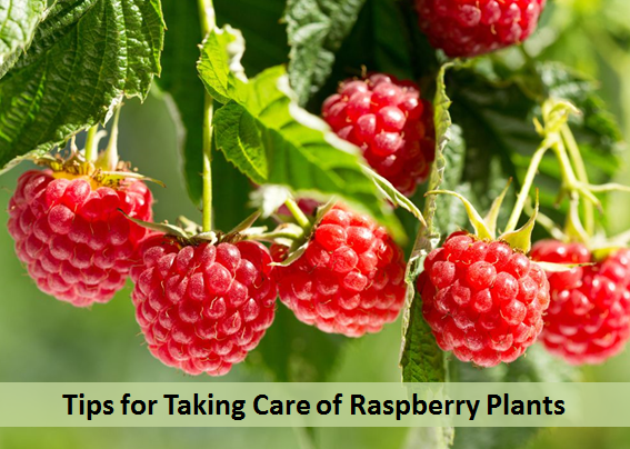 Tips for Taking Care of Raspberry Plants