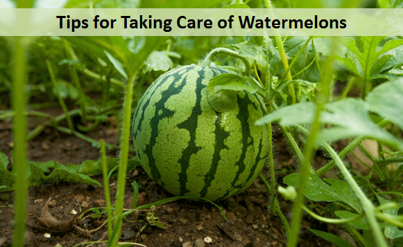 Tips for Taking Care of Watermelons