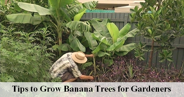 Tips to Grow Banana Trees for Gardeners