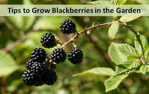 Tips to Grow Blackberries in the Garden