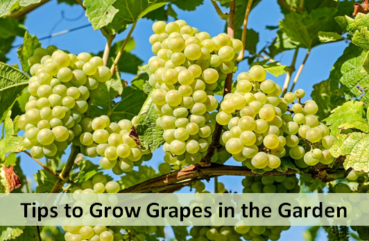 Tips to Grow Grapes in the Garden