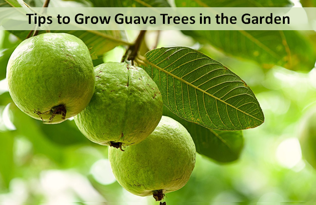 Tips to Grow Guava Trees in the Garden
