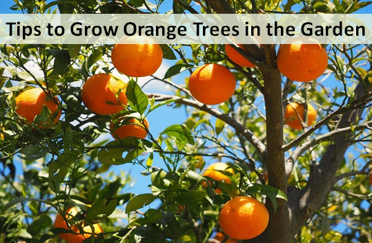Tips to Grow Orange Trees in the Garden