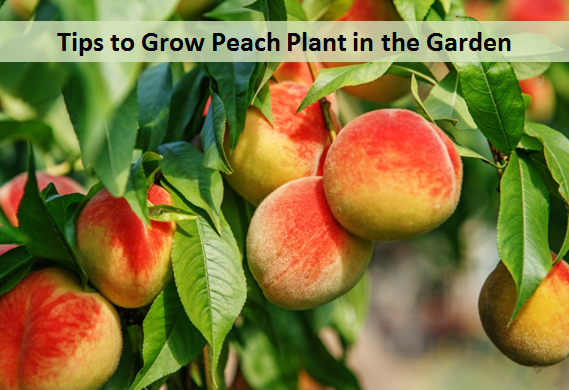 Tips to Grow Peach Plant in the Garden