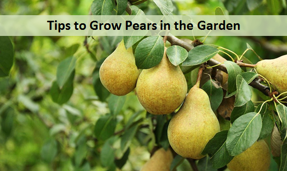 Tips to Grow Pears in the Garden