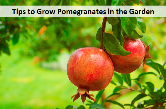 Tips to Grow Pomegranates in the Garden