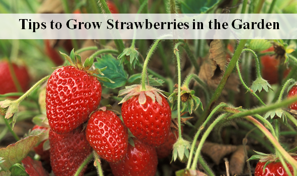 Tips to Grow Strawberries in the Garden