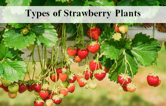 Types of Strawberry Plants