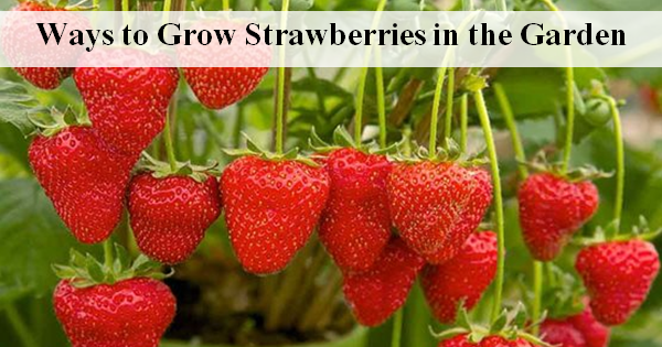 Ways to Grow Strawberries in the Garden