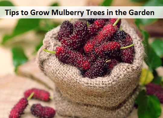 Benefits of Mulberries for the Skin