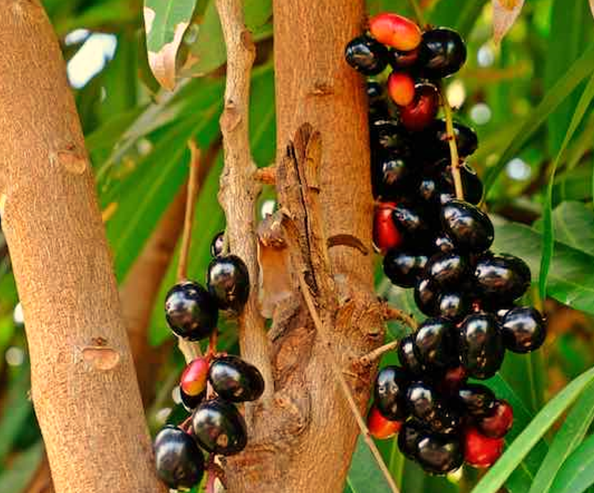 Tips for Growing Java Plum Trees in the Garden