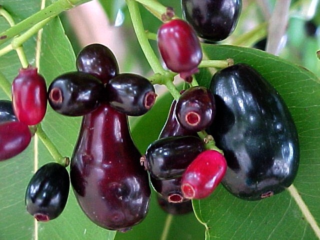 Tips for Pruning Java Plum trees
