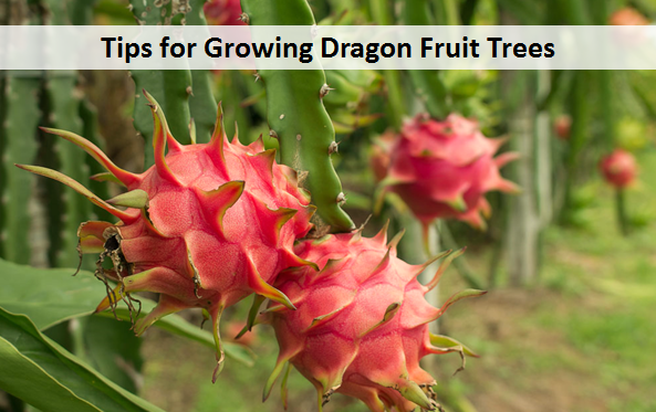 Tips for Growing Dragon Fruit Trees