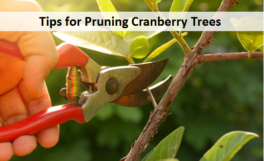Tips for Pruning Cranberry Trees