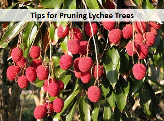 Tips for Pruning Lychee Trees
