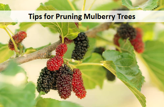 Tips for Pruning Mulberry Trees