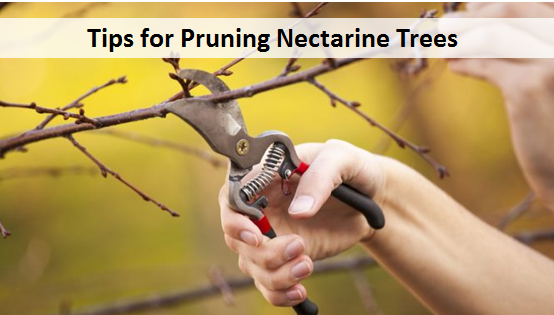 Tips for Pruning Nectarine Trees