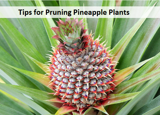 Tips for Pruning Pineapple Plants
