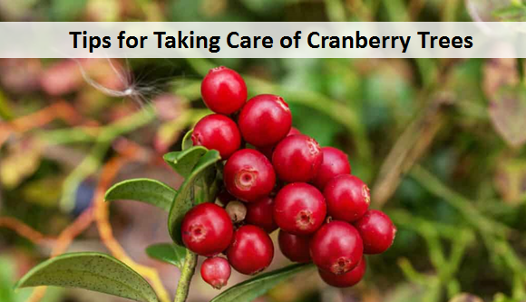 Tips for Taking Care of Cranberry Trees
