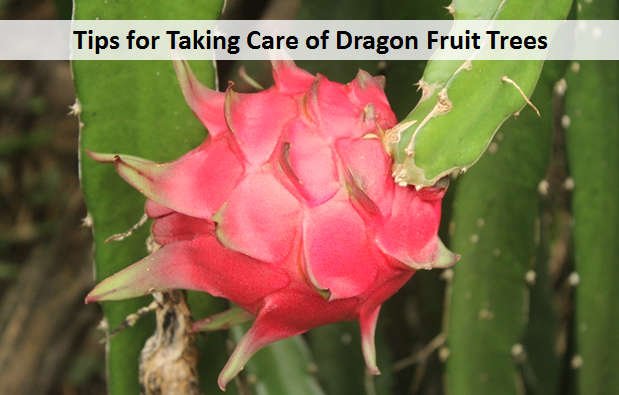 Tips for Taking Care of Dragon Fruit Trees