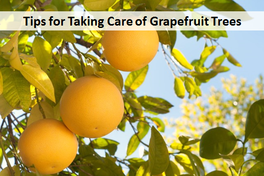 Tips for Taking Care of Grapefruit Trees