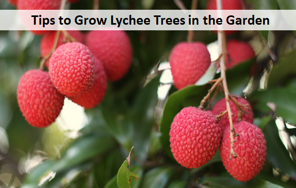 Tips for Taking Care of Lychee Plants