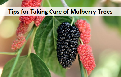 Tips for Taking Care of Mulberry Trees