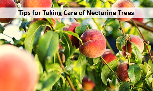 Tips for Taking Care of Nectarine Trees