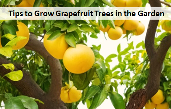 Tips to Grow Grapefruit Trees in the Garden
