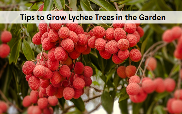 Tips to Grow Lychee Trees in the Garden