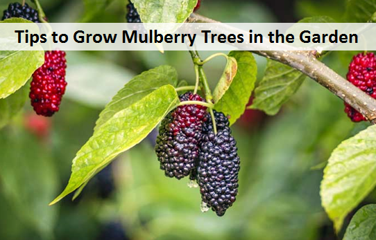 Tips to Grow Mulberry Trees in the Garden