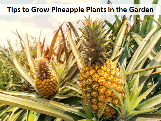 Tips to Grow Pineapple Plants in the Garden