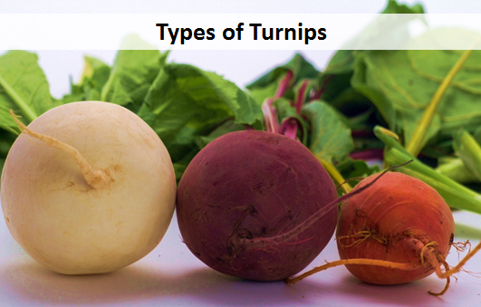 Types of Turnips