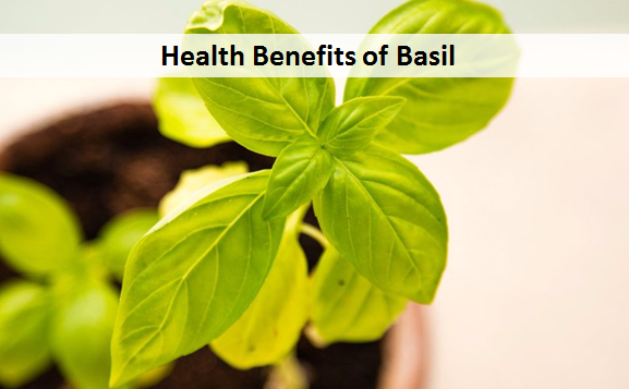 Health Benefits of Basil